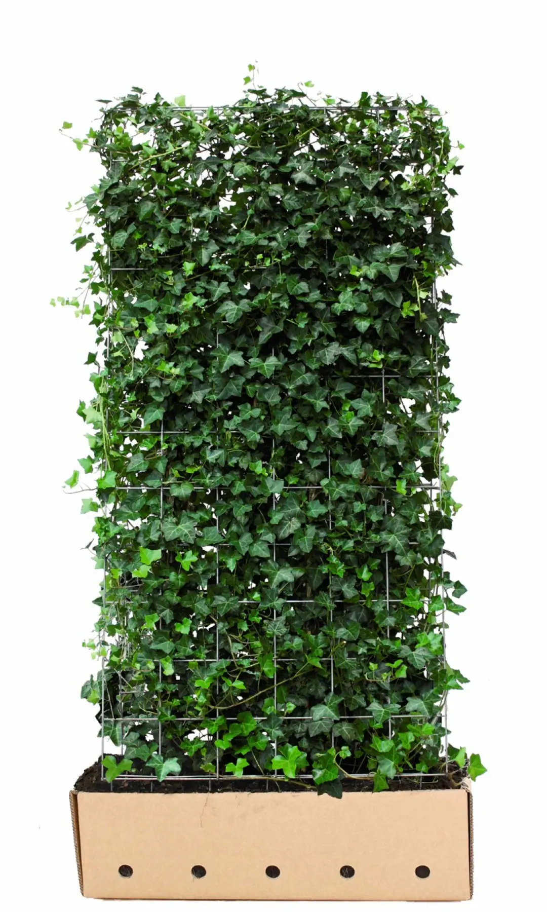 Kant & klaar haag Hedera hibernica 180 x 100 cm breed Atlantische klimop Quickhedge