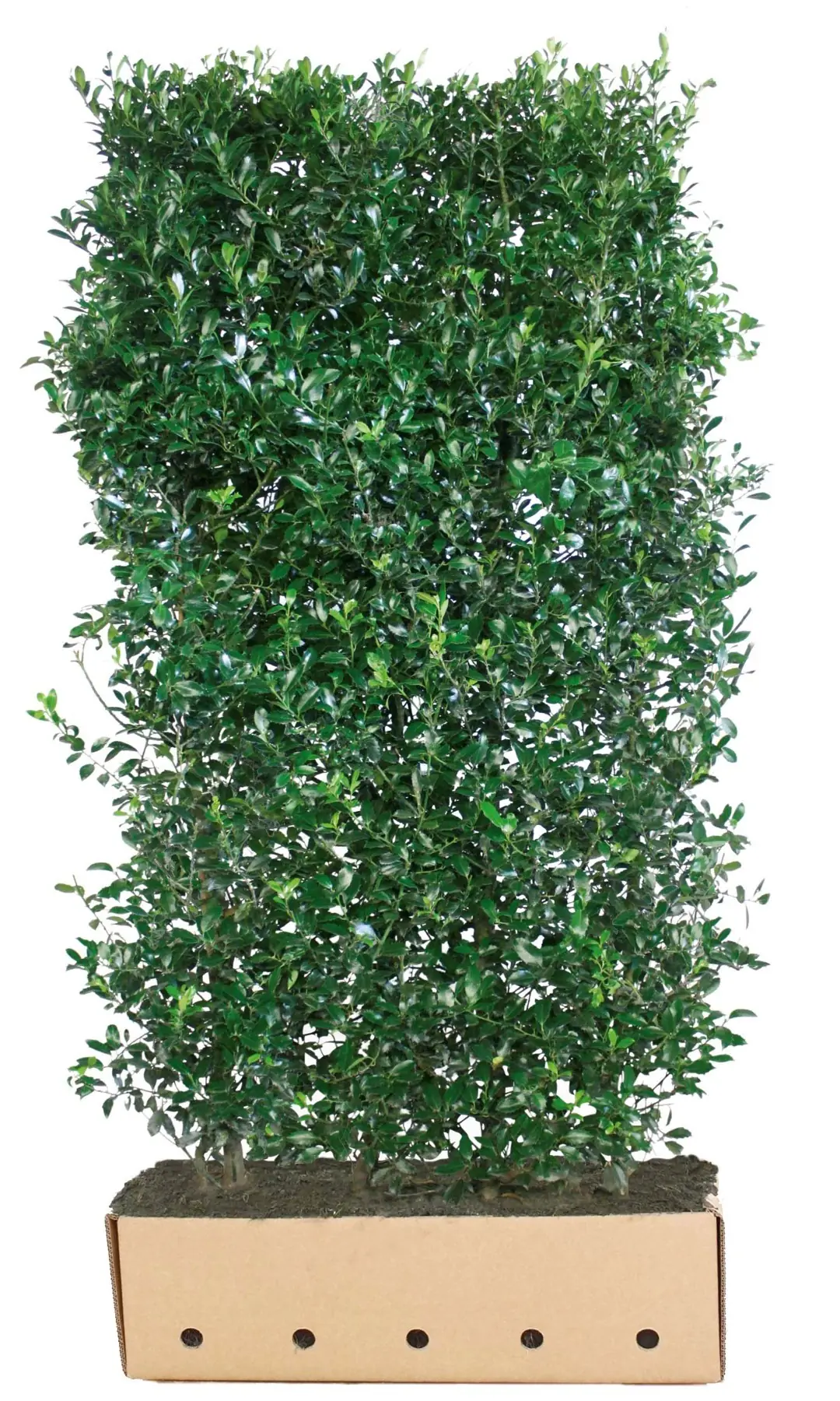 Kant & klaar haag Ilex meserveae Heckenpracht 200 x 100 cm breed Amerikaanse hulst Quickhedge