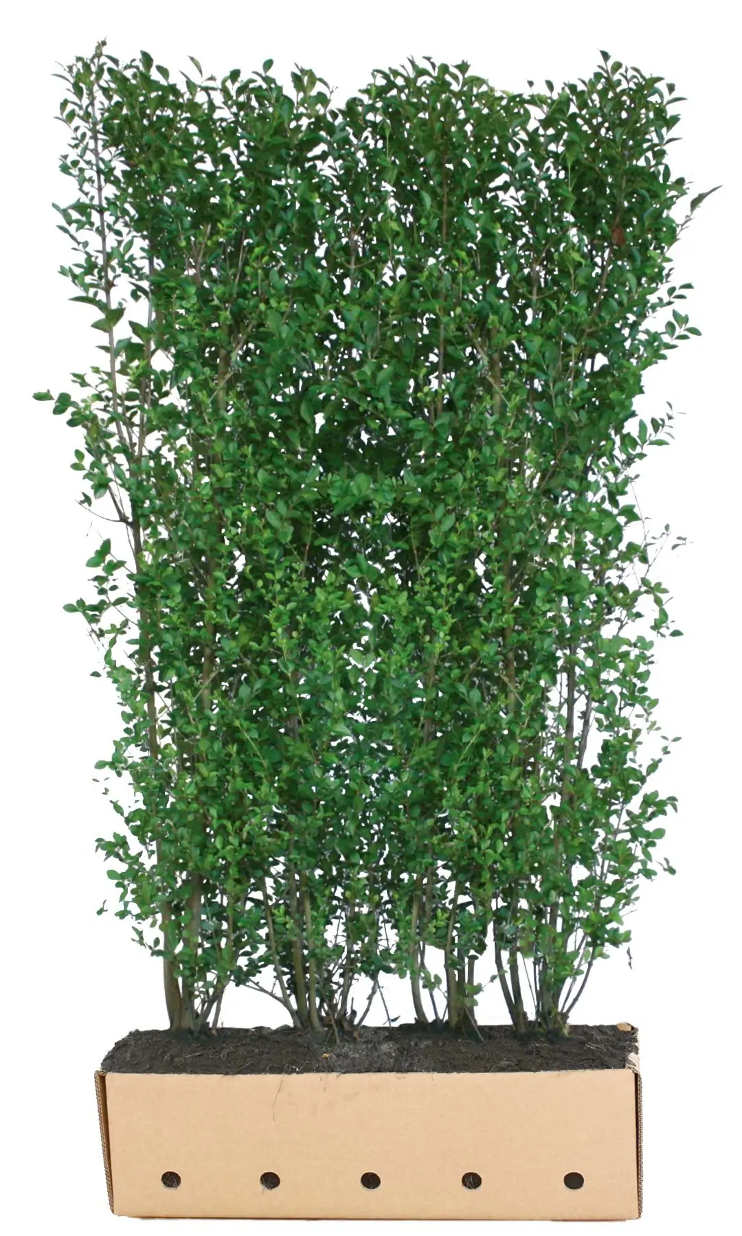 Kant & klaar haag Ligustrum ovalifolium 200 x 100 cm breed Liguster Quickhedge