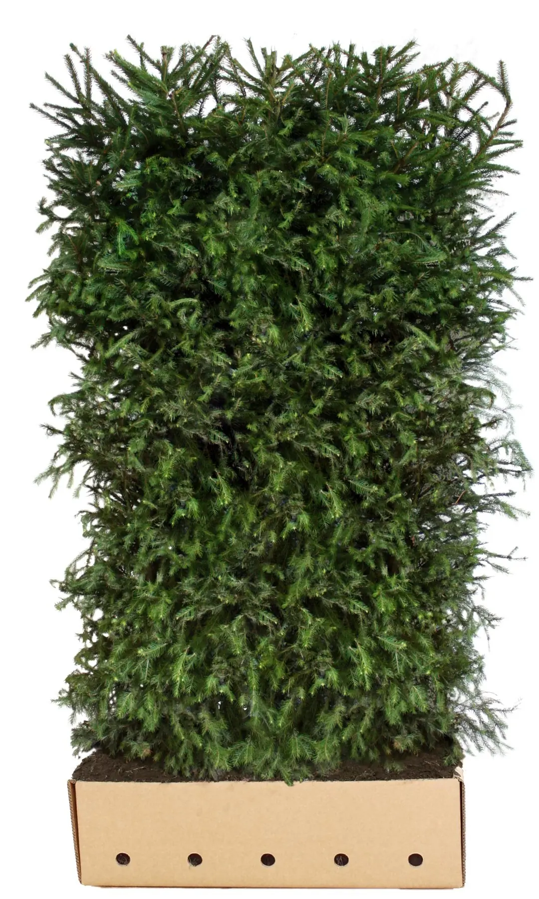 Kant & klaar haag Picea Abies 200 x 100 cm breed Fijnspar Quickhedge