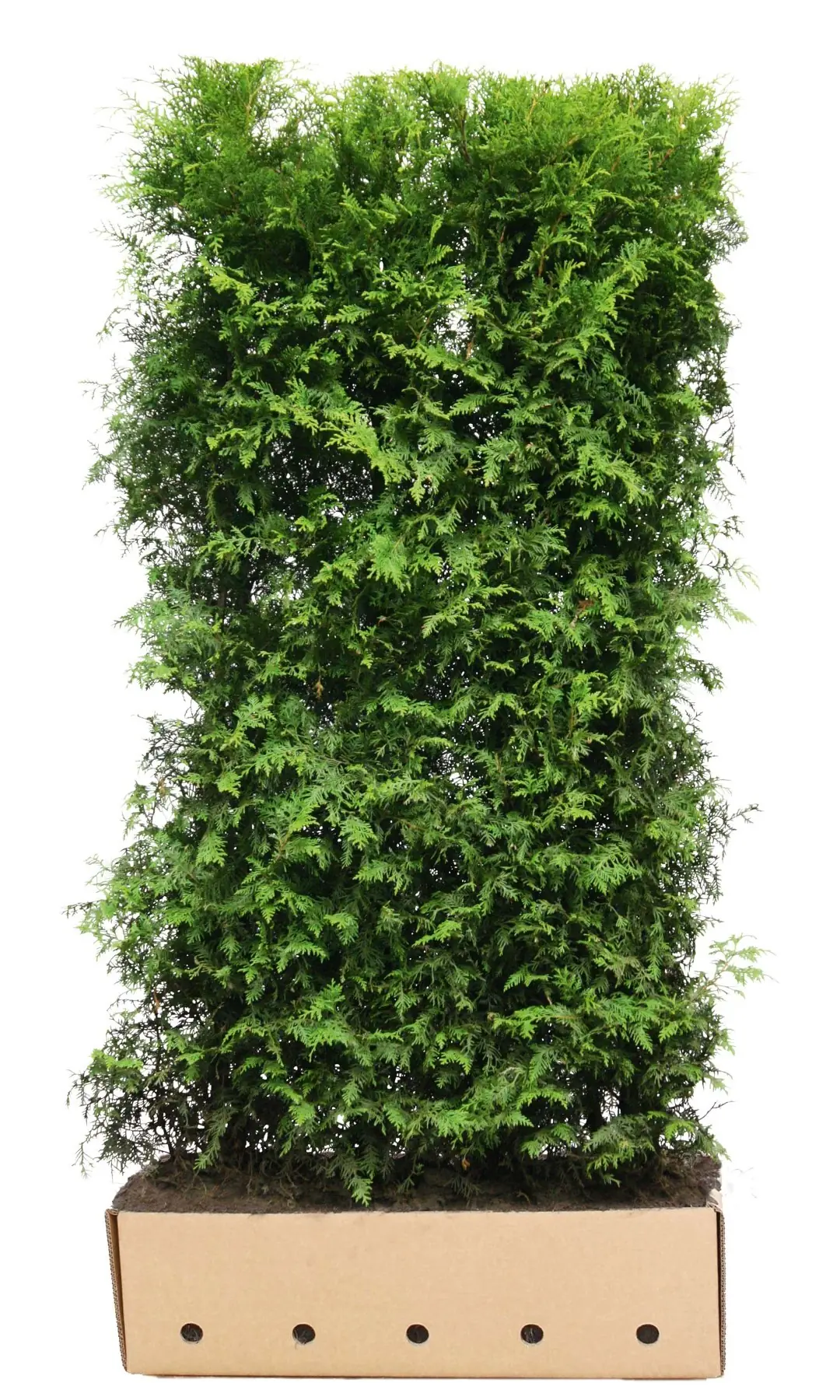Kant & klaar haag Thuja occidentalis brabant 200 x 100 cm breed Westerse levensboom Quickhedge