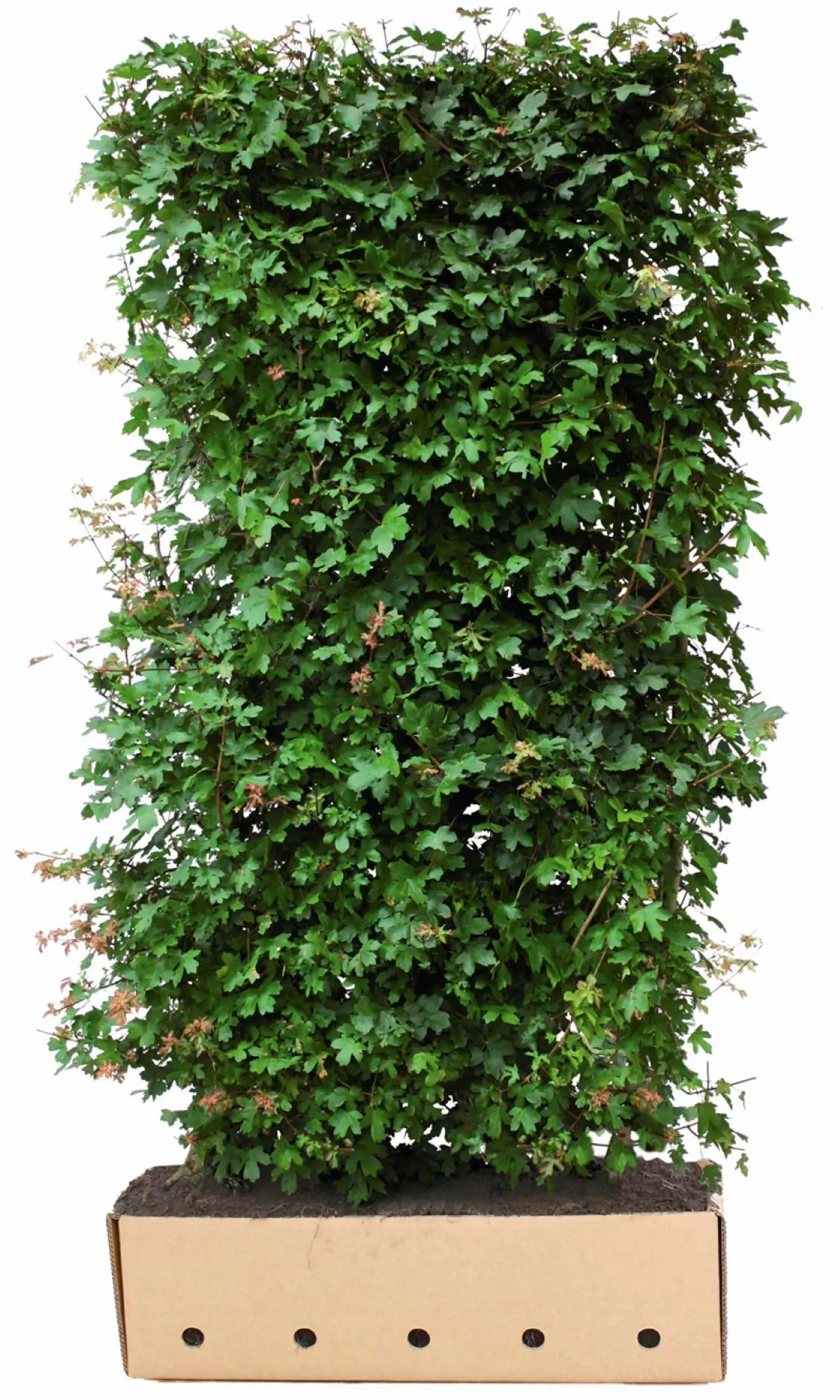 Kant & klaar haag Acer Campestre 200 x 100 cm breed Veldesdoorn Quickhedge