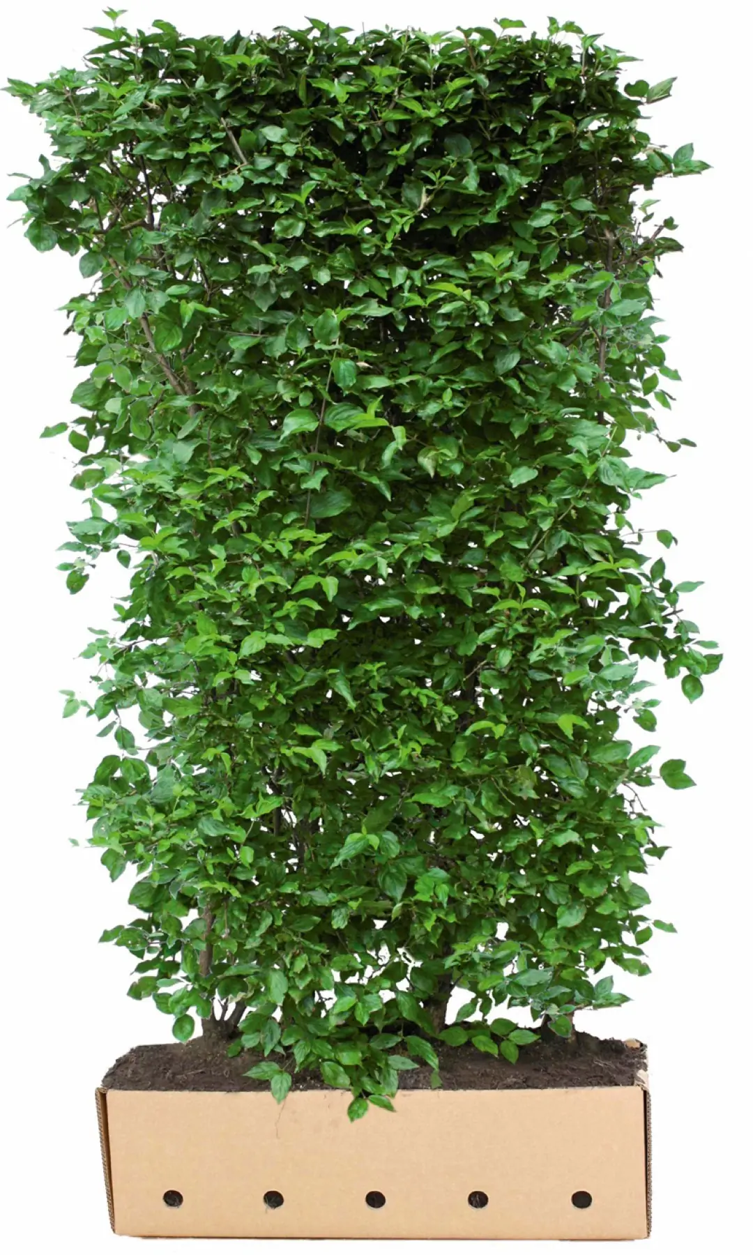 Kant & klaar haag Cornus mas 200 x 100 cm breed Gele kornoelje Quickhedge