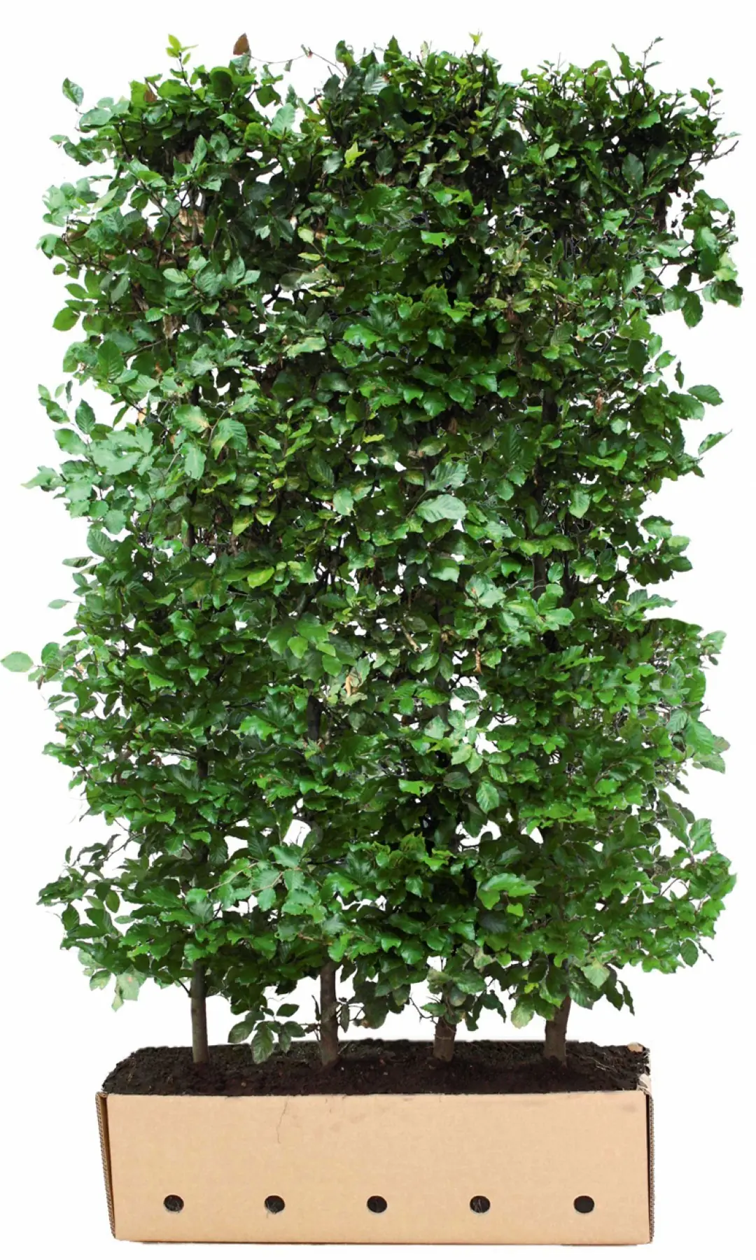 Kant & klaar haag Fagus sylvatica 80 x 100 cm breed Groene beuk Quickhedge