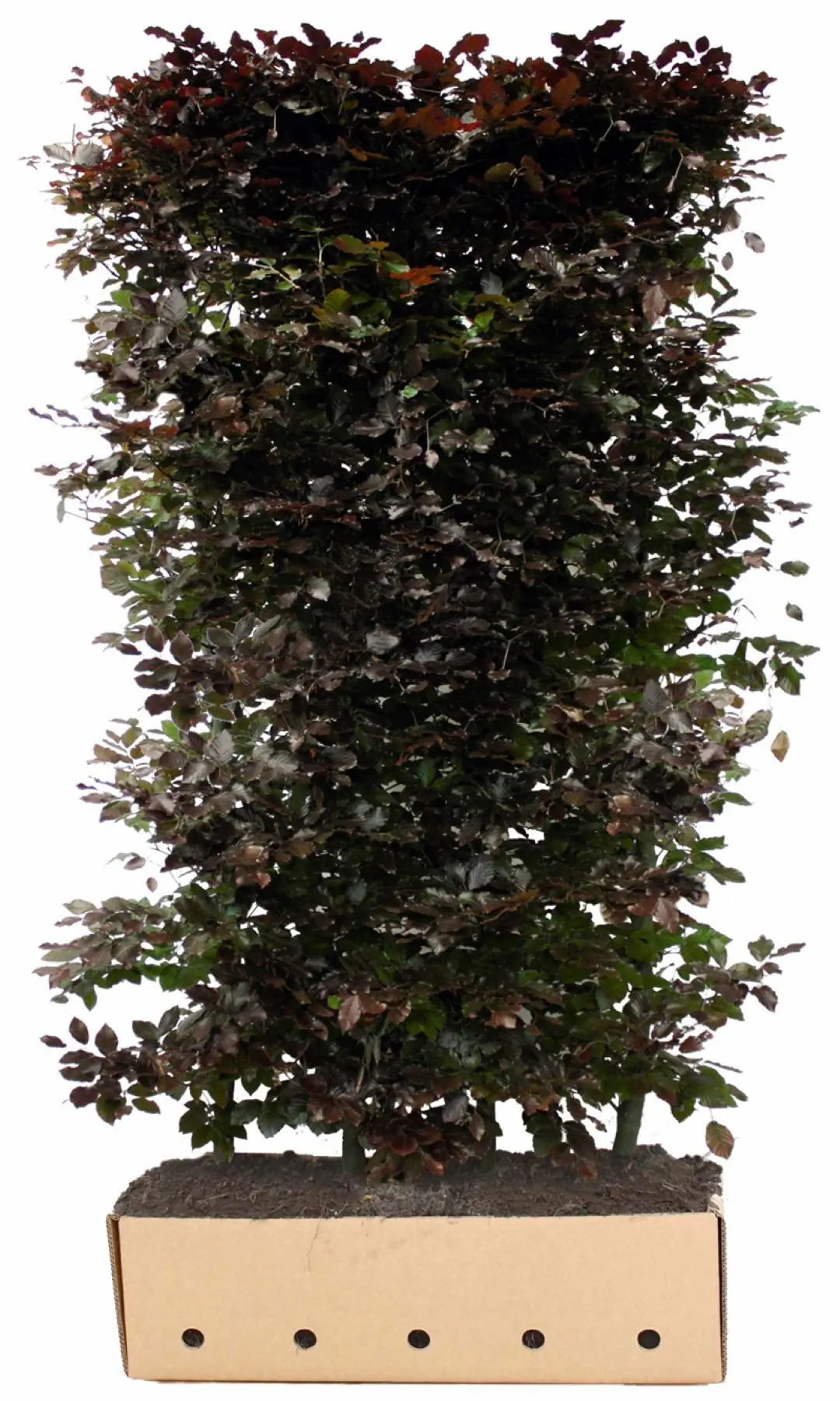Kant & klaar haag Fagus sylvatica atropunicea 200 x 100 cm breed Rode beuk Quickhedge