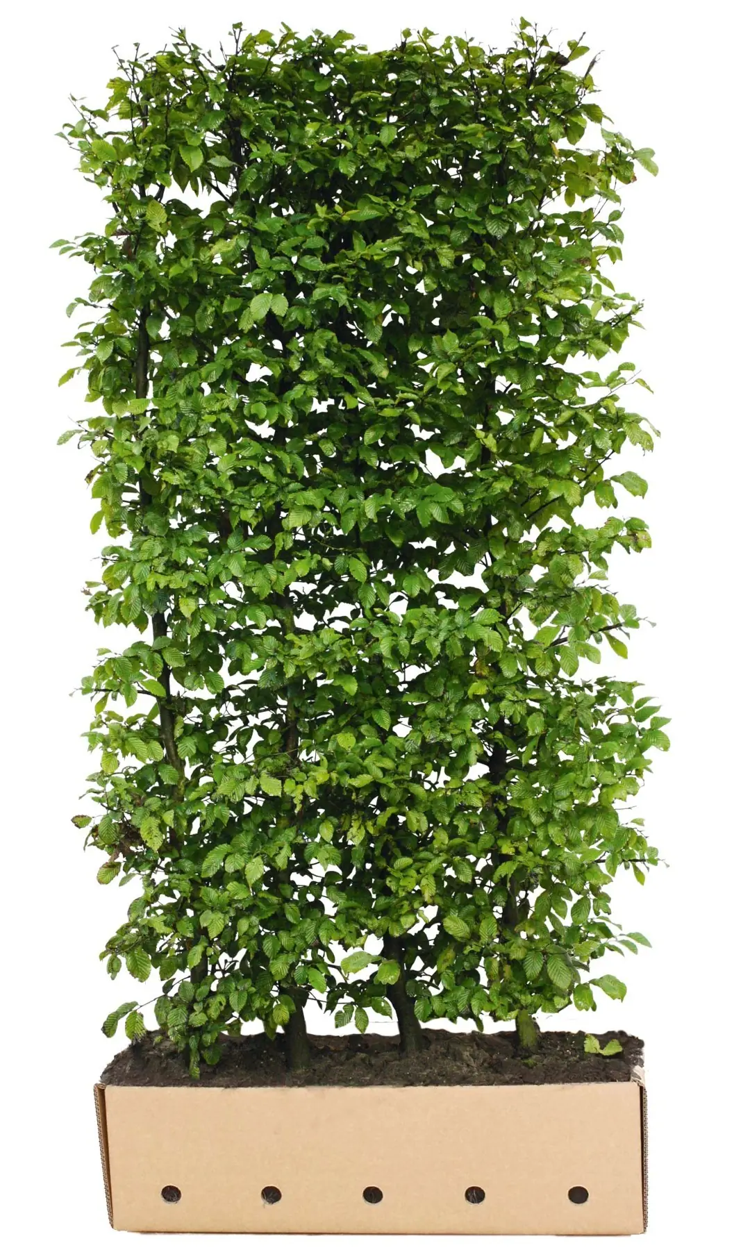Kant & klaar haag Carpinus betulus 120 x 100 cm breed Haagbeuk Quickhedge