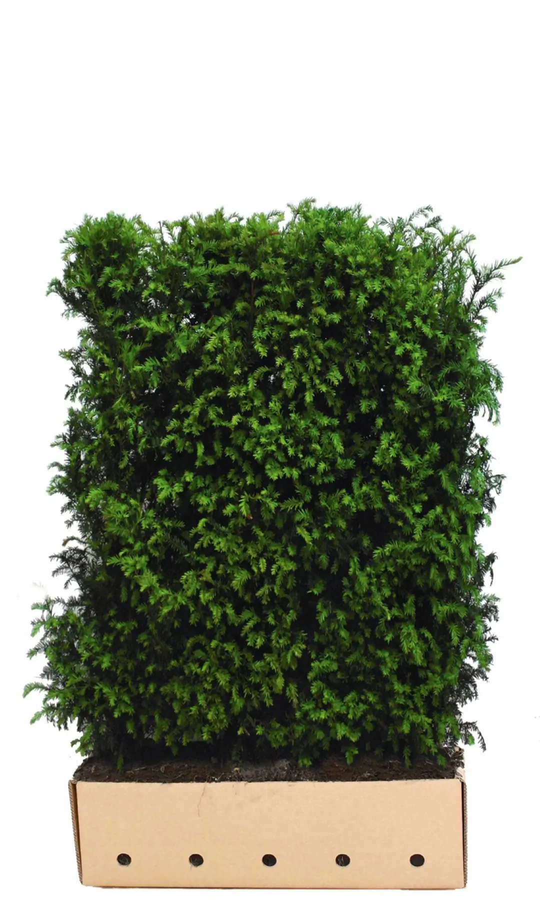 Kant & klaar haag Taxus baccata 150 x 100 cm breed Venijnboom Quickhedge