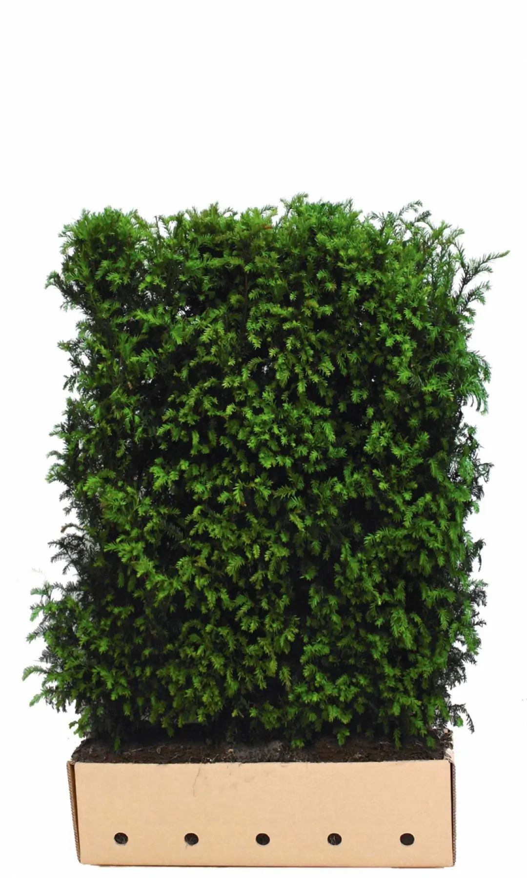 Kant & klaar haag Taxus baccata 120 x 100 cm breed Venijnboom Quickhedge