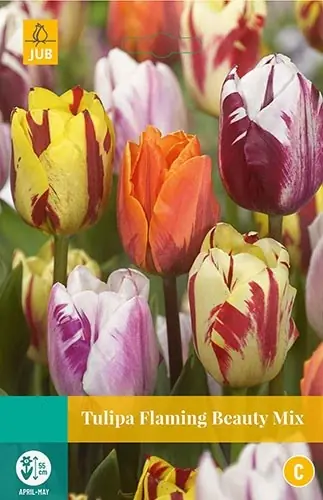 Tulipa Flaming Beauty mix bloembollen 10 bollen Tulp JUB