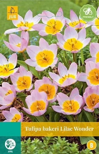 Tulipa bakeri Lilac Wonder bloembollen 10 bollen Tulp JUB