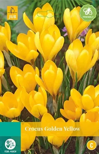 Crocus Golden Yellow bloembollen 10 bollen Krokus JUB