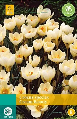 Crocus Cream Beauty bloembollen 15 bollen Krokus JUB