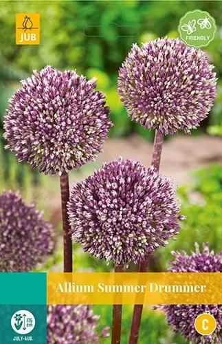 Allium Summer Drummer bloembollen 3 bollen Sierui JUB