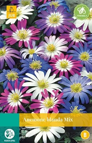 Anemone blanda mix bloembollen 15 bollen Anemoon JUB