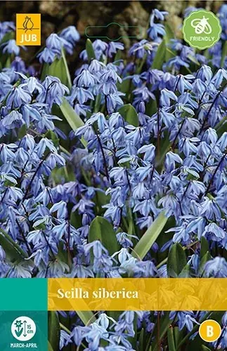 Scilla siberica bloembollen 20 bollen Oosterse sterhyacint JUB