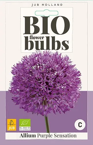 Allium Purple Sensation bloembollen 5 bollen Sierui JUB