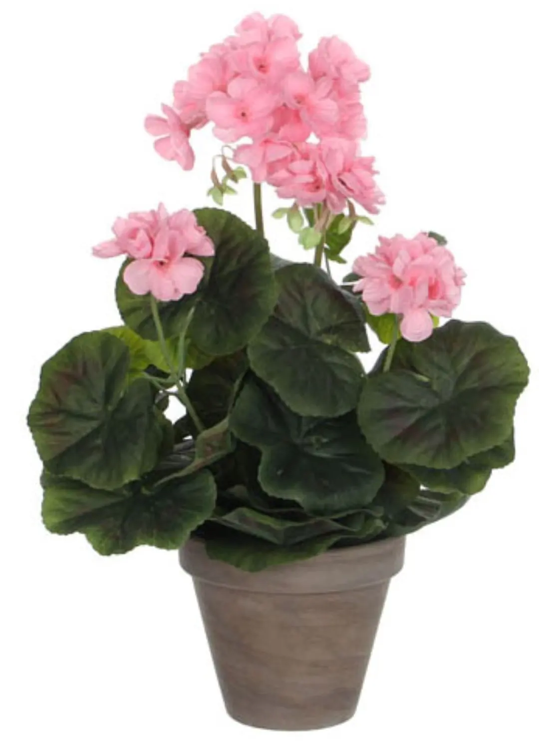 Geranium h34 d20 cm roze in pot Stan d11,5 cm grey Mica Decorations Edelman - E-Retail