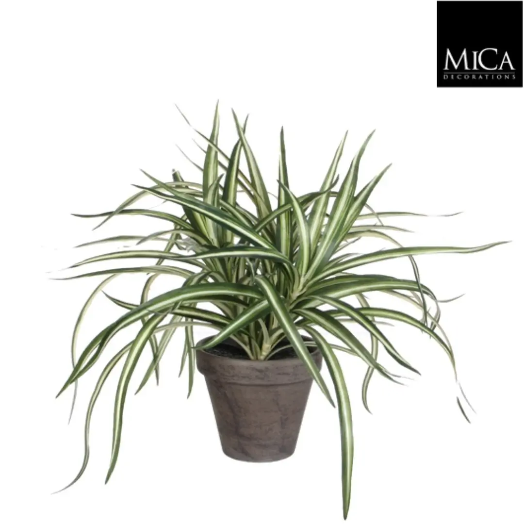 6 stuks! Dracaena wit in pot stan grijs d11,5 cm h34xd40 cm Mica Decorations (e)