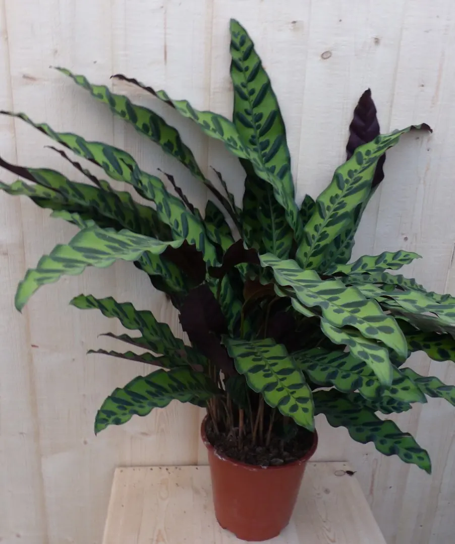 Calathea Insigne Pauwenplant stippen 60 cm kamerplant Warentuin Natuurlijk