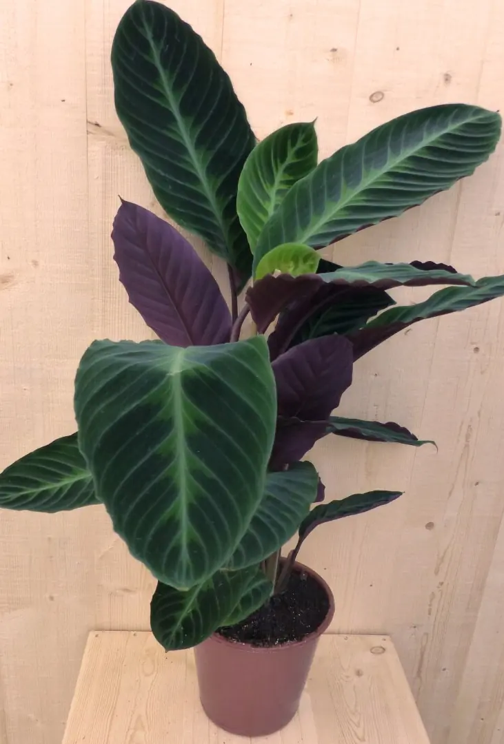 Calathea Warscewiczii Pauwenplant groot blad paarse onderkant 60 cm kamerplant Warentuin Natuurlijk