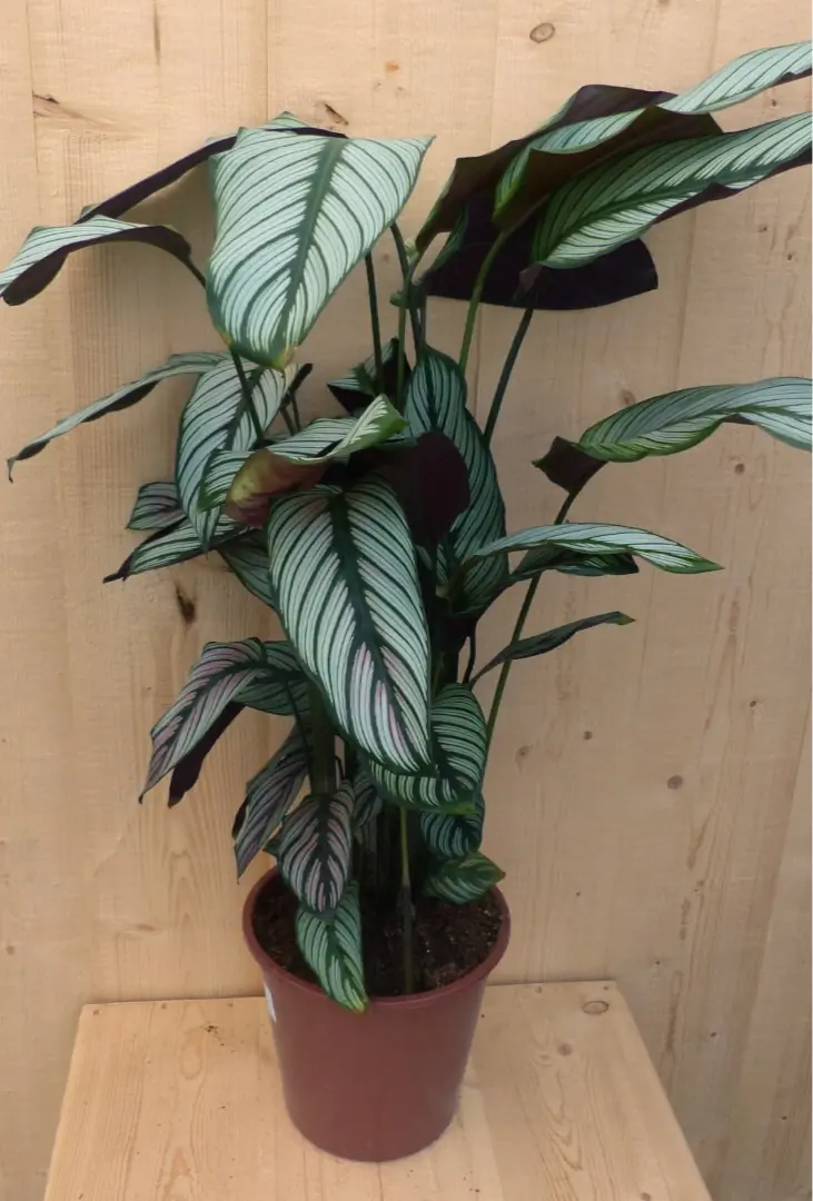 Calathea Whitestar Pauwenplant wit blad 60 cm kamerplant Warentuin Natuurlijk