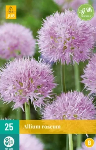 Allium roseum JUB, 25 bloembollen