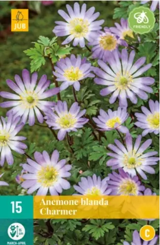 Anemone blanda Charmer JUB, 15 bloembollen
