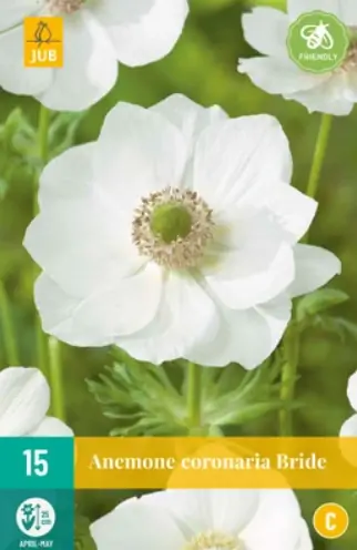 Anemone cor. Bride JUB, 15 bloembollen