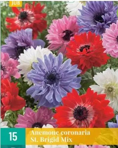 Anemone cor. St. Brigid Mix JUB, 15 bloembollen
