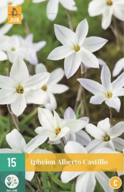 Ipheion un. Alberto Castillo JUB, 15 bloembollen