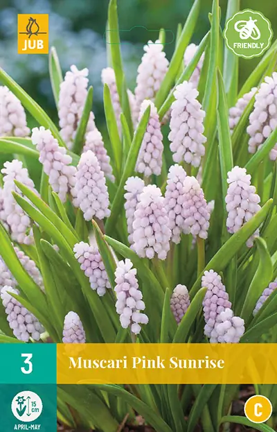 Muscari Pink Sunrise JUB, 3 bloembollen