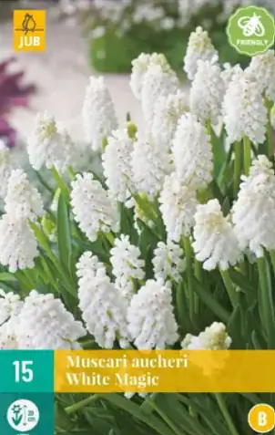 Muscari White magic JUB, 15 bloembollen