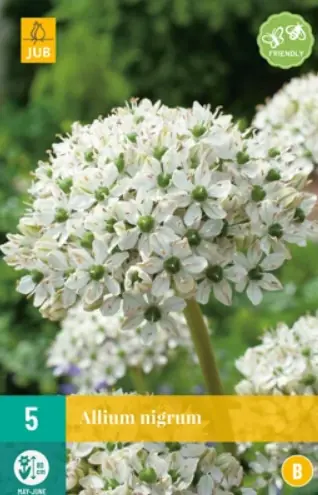 Allium nigrum JUB, 5 bloembollen