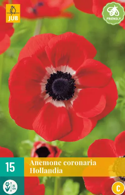 Anemone cor. Hollandia JUB, 15 bloembollen