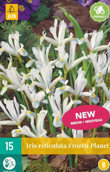 Iris Frozen Planet JUB, 15 bloembollen