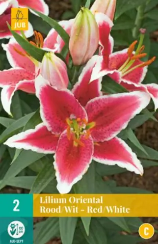 Lilium oriental Red/White JUB, 2 bloembollen