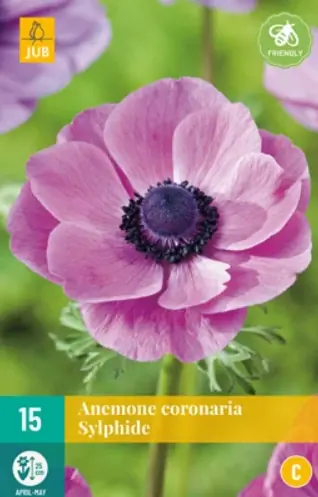 Anemone cor. Sylphide JUB, 15 bloembollen