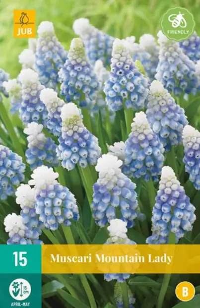 Muscari Mountain Lady JUB, 15 bloembollen