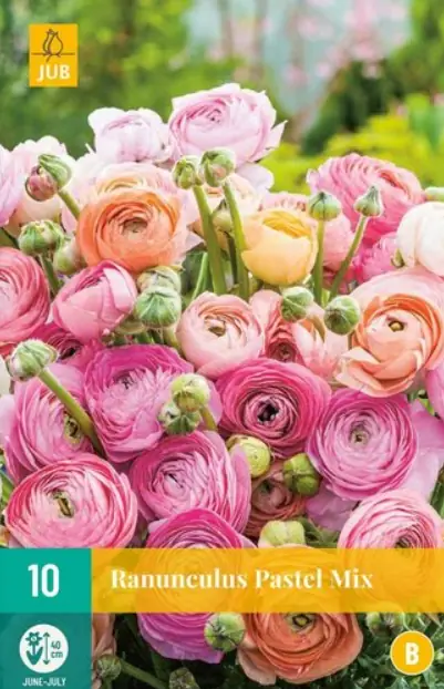 Ranunculus Pastel Mix JUB, 10 bloembollen