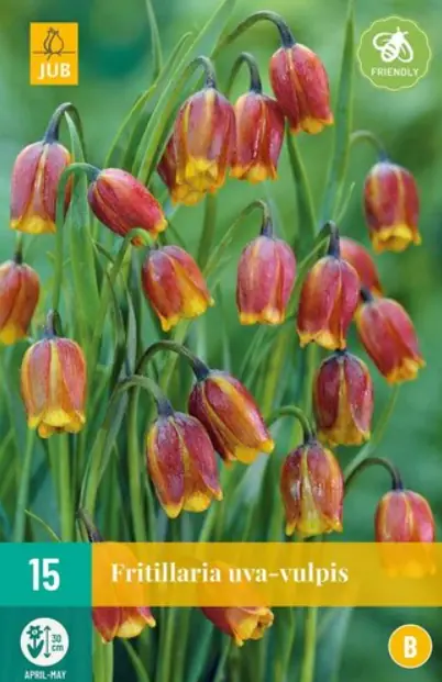 Fritillaria uva-vulpis JUB, 15 bloembollen