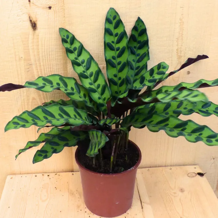 Calathea Insigne Pauwenplant stippen 30 cm kamerplant Warentuin Natuurlijk