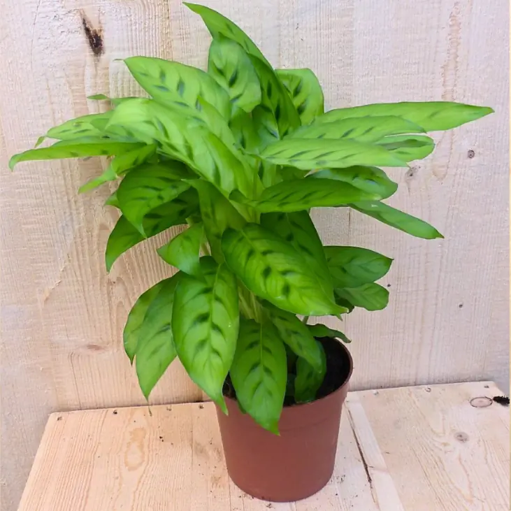 Calathea Leopardina Pauwenplant lichtgroen smal blad 30 cm kamerplant Warentuin Natuurlijk