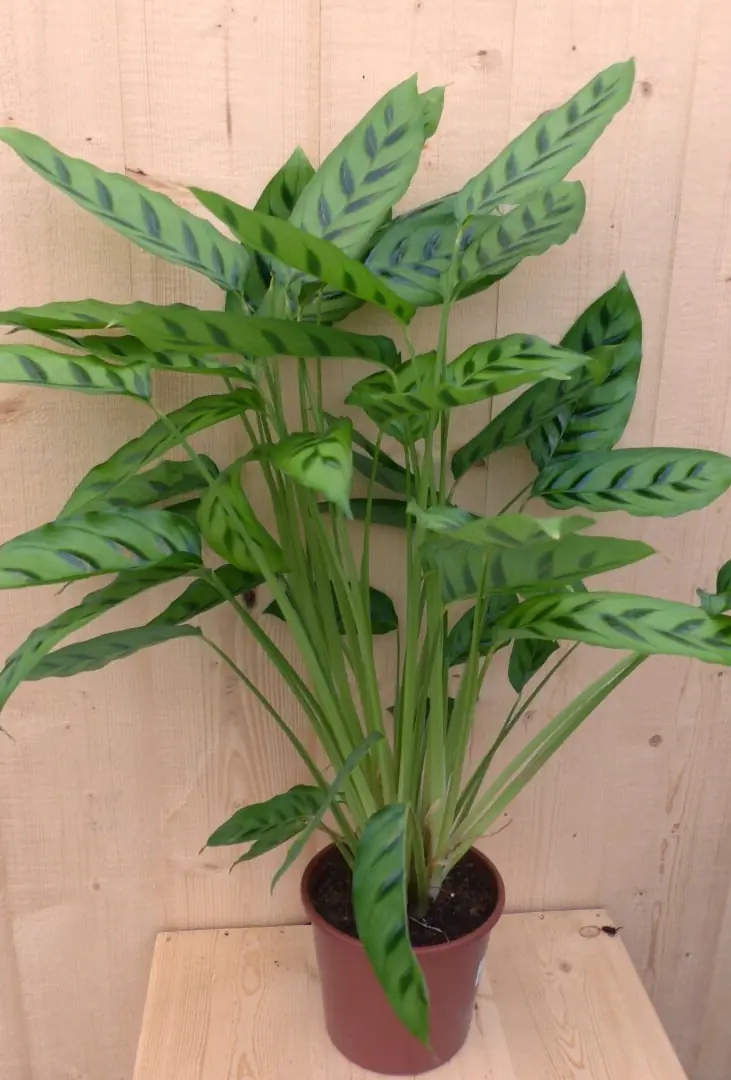 Calathea Leopardina Pauwenplant lichtgroen smal blad 60 cm kamerplant Warentuin Natuurlijk