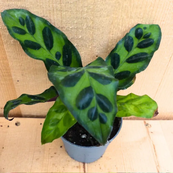 Calathea Makoyana Pauwenplant klein kamerplant Warentuin Natuurlijk