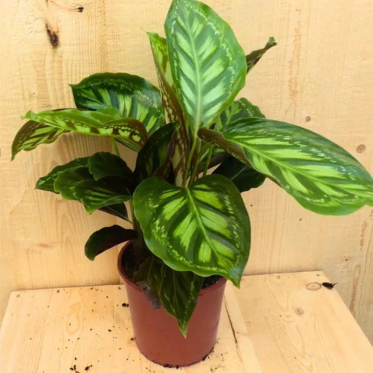 Calathea Makoyana Pauwenplant lichtgroen groot blad 30 cm kamerplant Warentuin Natuurlijk