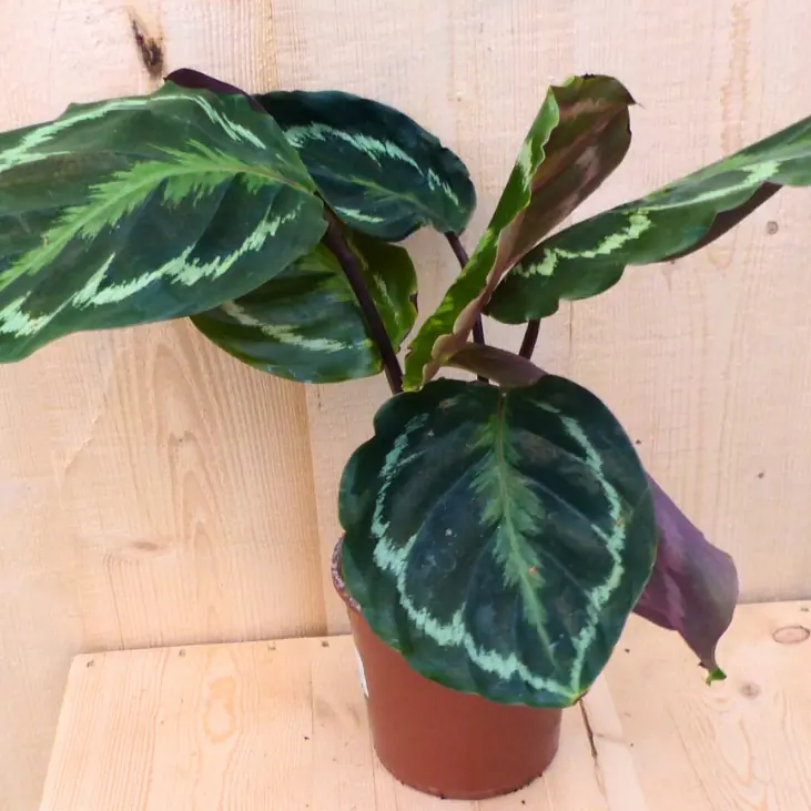Calathea Medaillon Pauwenplant donkergroen groot blad 30 cm kamerplant Warentuin Natuurlijk