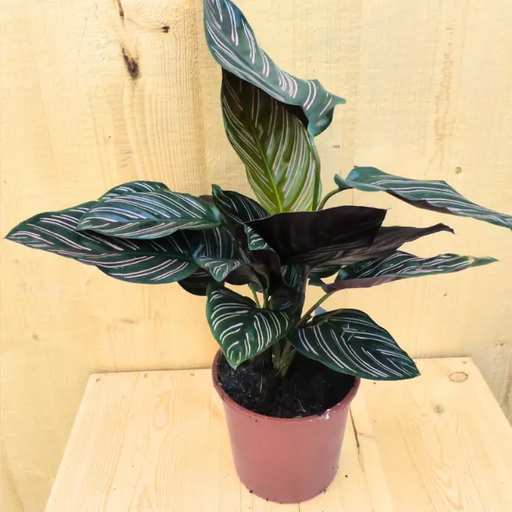 Calathea Orbifolia Pauwenplant groen blad roze strepen 30 cm kamerplant Warentuin Natuurlijk