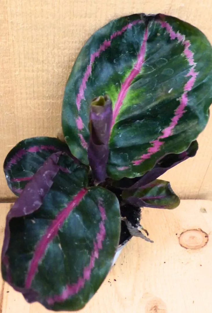 Calathea Surprise Star Pauwenplant groot blad met roze 30 cm kamerplant Warentuin Natuurlijk