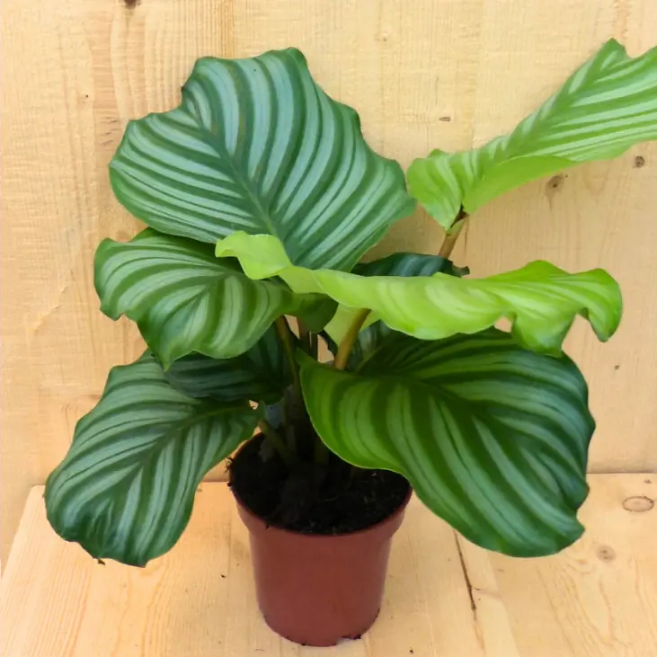 Calathea Orbifolia Pauwenplant groen blad gestreept 30 cm kamerplant Warentuin Natuurlijk