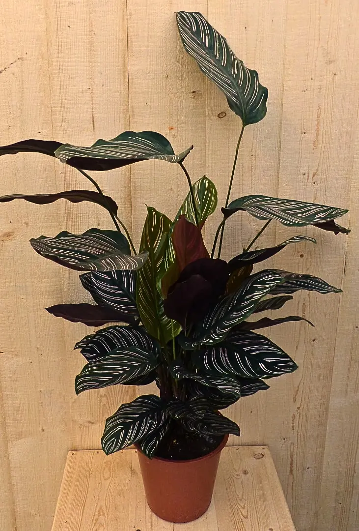 Calathea Ornata Pauwenplant met roze strepen 60 cm kamerplant Warentuin Natuurlijk